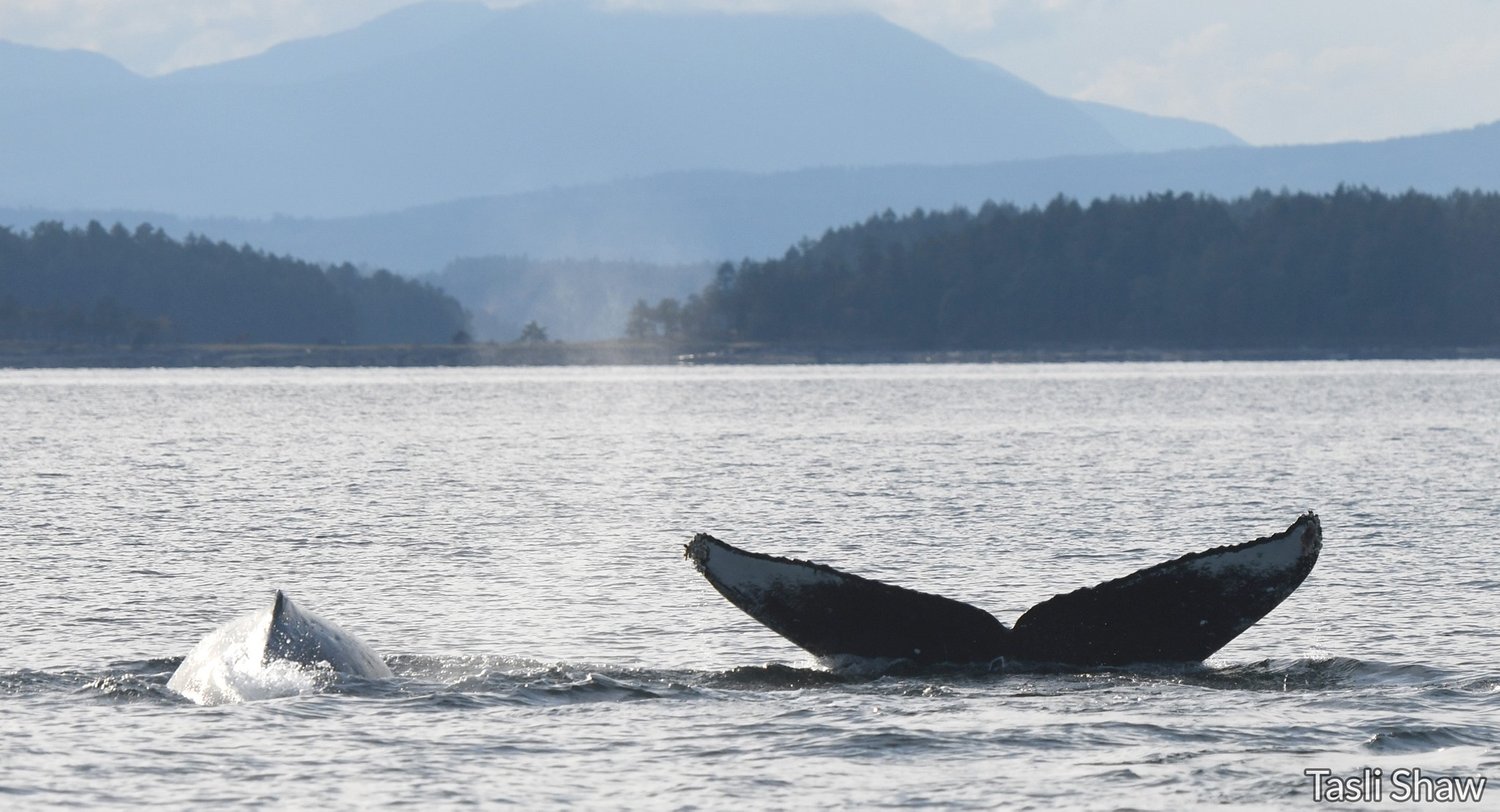 Photo: Tasli Shaw, Ocean Ecoventures, PWWA.