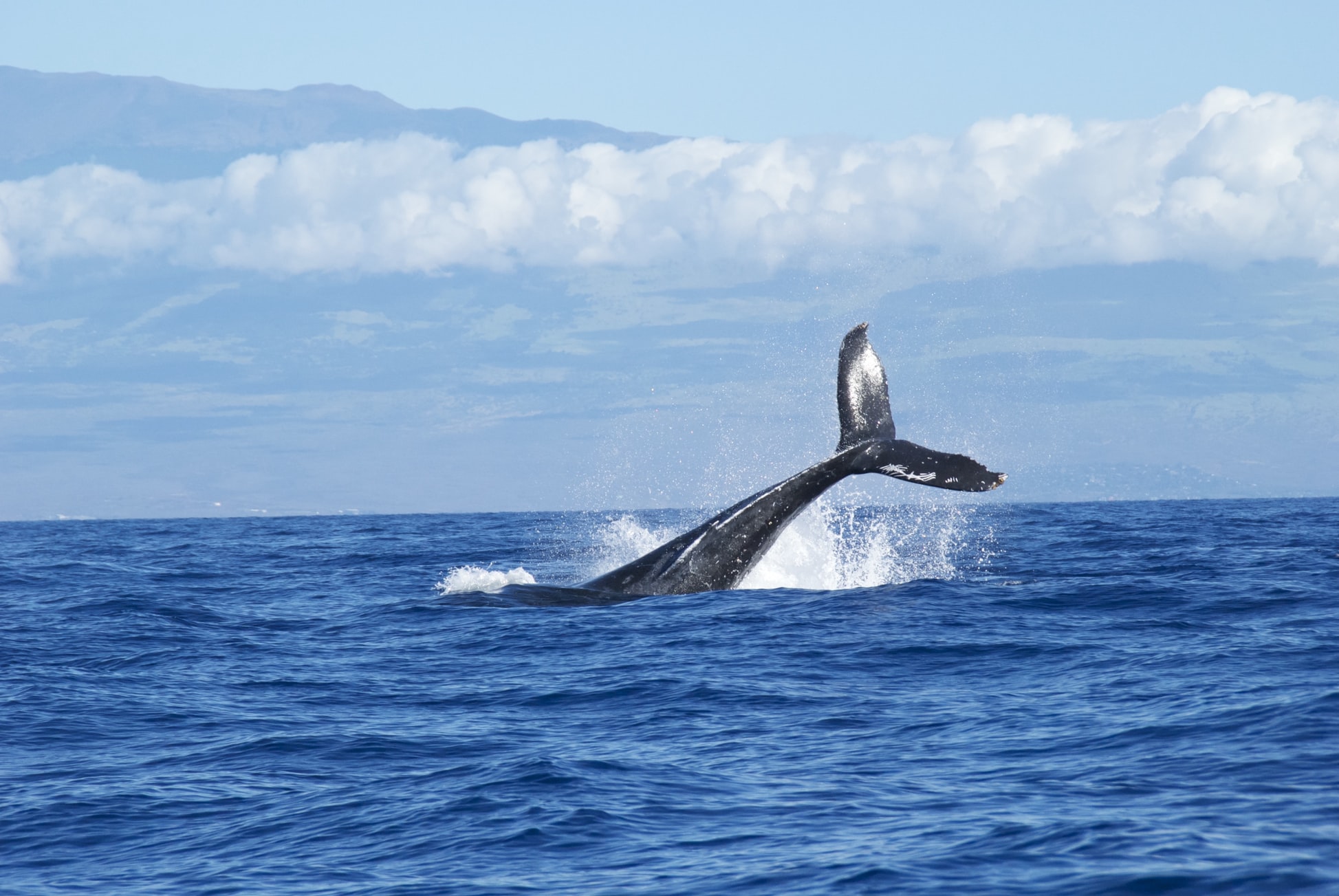 The video and accelerometer data coupled with the drone data, are providing insights into the fine-scale details of how the whales carry out this behaviour and how often they must do this to gain enough energy and weight before they migrate back down to Hawaiʻi to breed and mate.