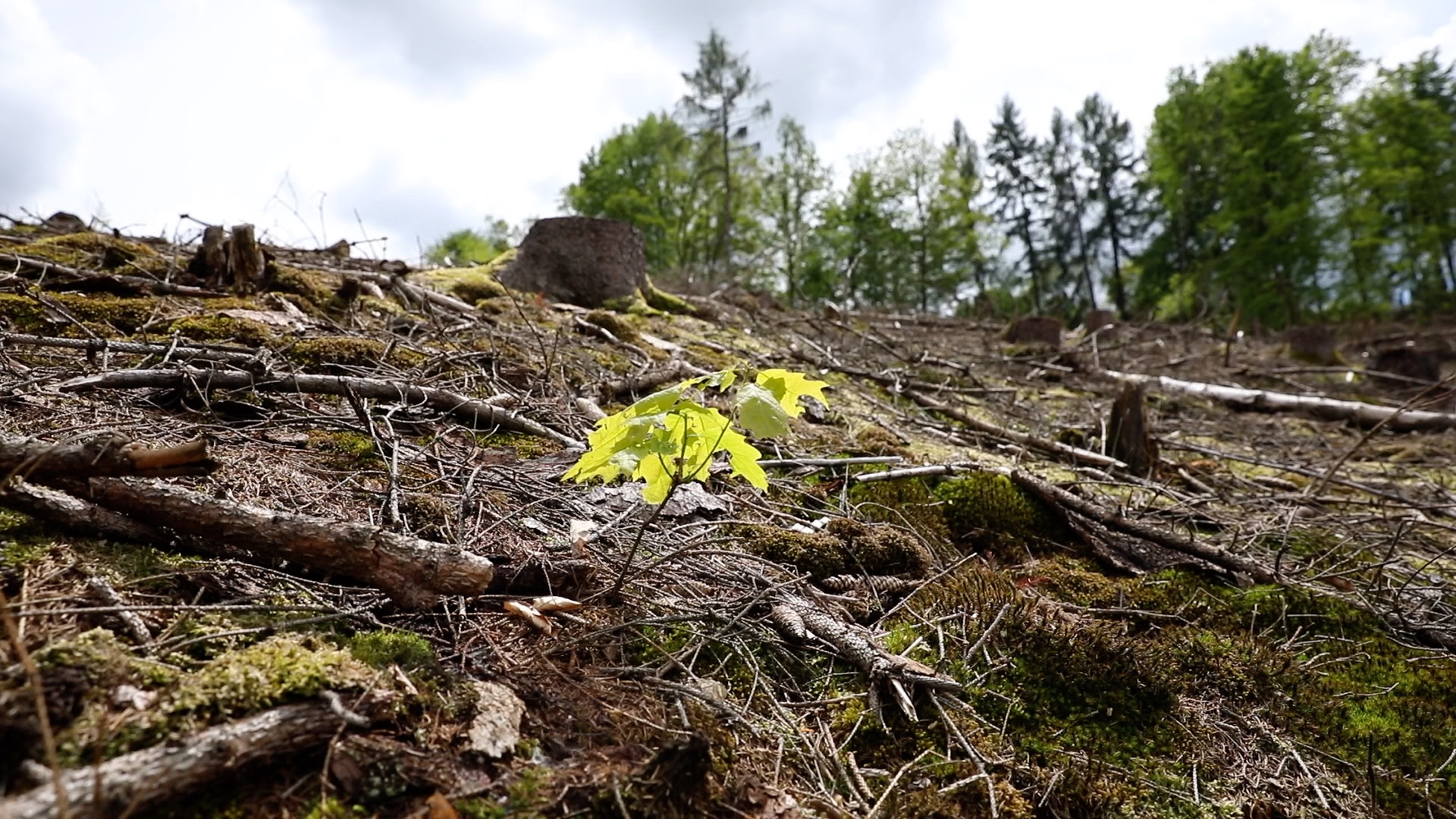 Monitoring trees is important to ensure that the climate & environmental benefits we claim to make are happening! We are busy developing a state-of-the-art monitoring program, where you can track your tree.