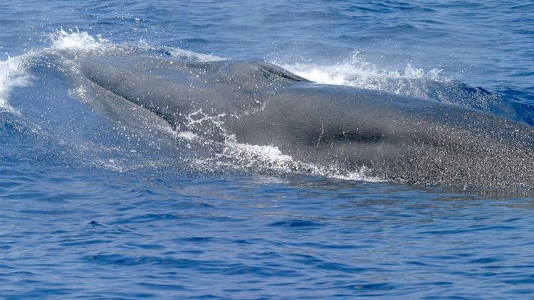 El nombre de ballena Rice es en honor al biólogo americano Dale Rice, con una distinguida carrera de 60 años en la ciencia de mamíferos marinos. Fue el primer investigador en reconocer que las ballenas Bryde (ahora ballenas Rice) estaban presentes en el Golfo de México.
