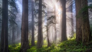 More Than 500 Acres of California Redwood Forest Returned to Indigenous Guardianship