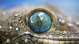 A closer look at animal eyes with photographer Suren Manvelyan