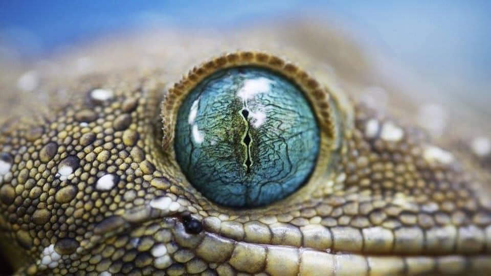 A tokay gecko has transparent eyelids.