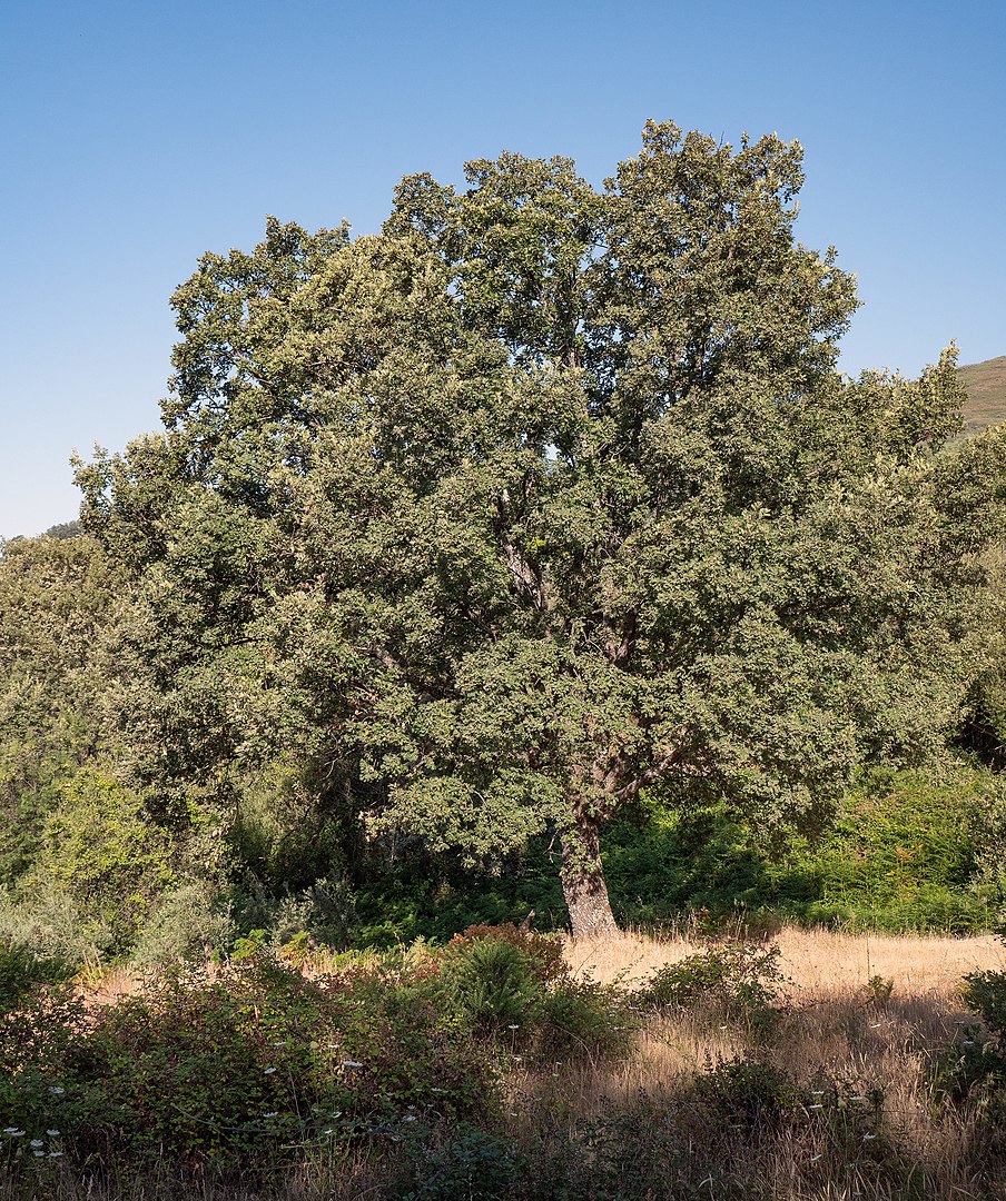 These oaks grow 25-40 metres high and enjoy traditional importance in European culture due to their many utilities. Oaks offer important refuge for many animals and the importance of Pyrenean oaks for biodiversity has been underlined by their protection through European legislation.