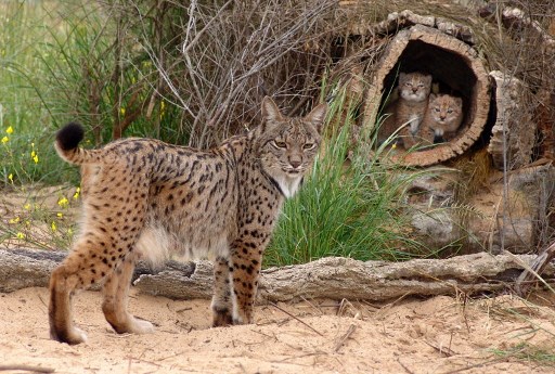 In 2002, the Iberian lynx was identified as the world’s most endangered cat, with just 94 left in the wild and looked all set to become the first species of cat to die out since the sabre-toothed tiger 10,000 years ago. Now, eighteen years later, the latest census shows that there at a healthy population of 686 individual Iberian lynx roaming the wilds of the southern Iberian Peninsula.