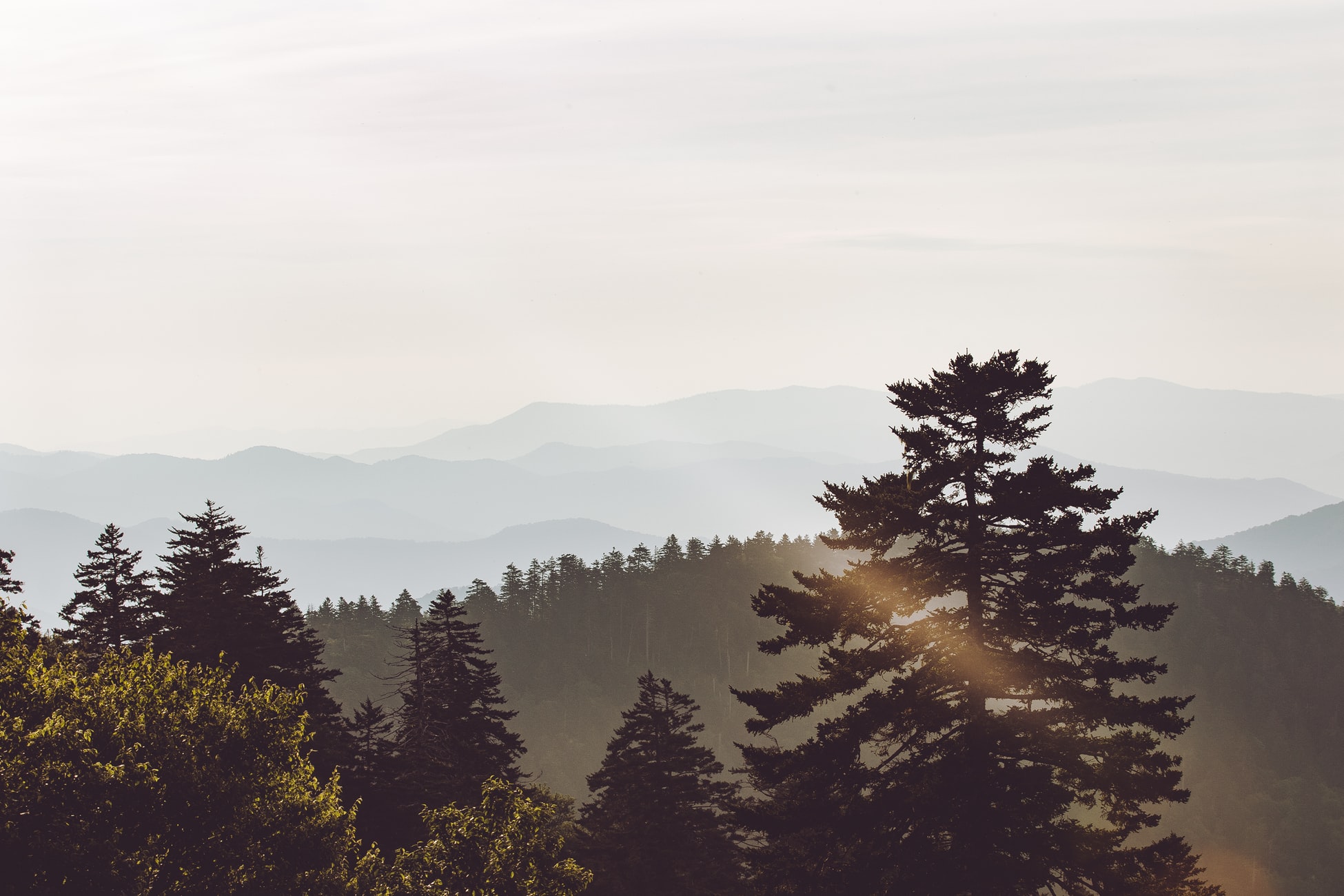 The forest, located in the foothills of the Blue Ridge Mountains, had been targeted by a company that wanted to carve up the land and run power lines through it.