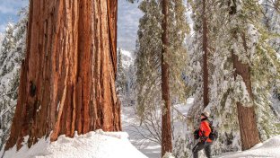Conservation group to buy world’s largest privately owned giant sequoia forest for $15 million