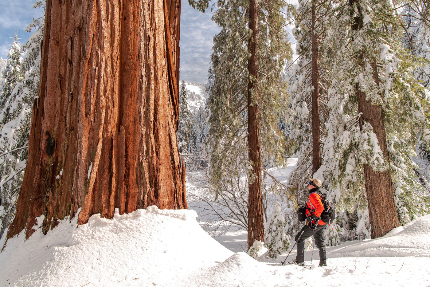 Following the acquisition of the property, the League intends to work with Giant Sequoia National Monument and the local and regional community to plan and implement long-term public access to the property that both inspires visitors with the beauty and power of nature and ensures the health and resilience of this rare forest ecosystem.