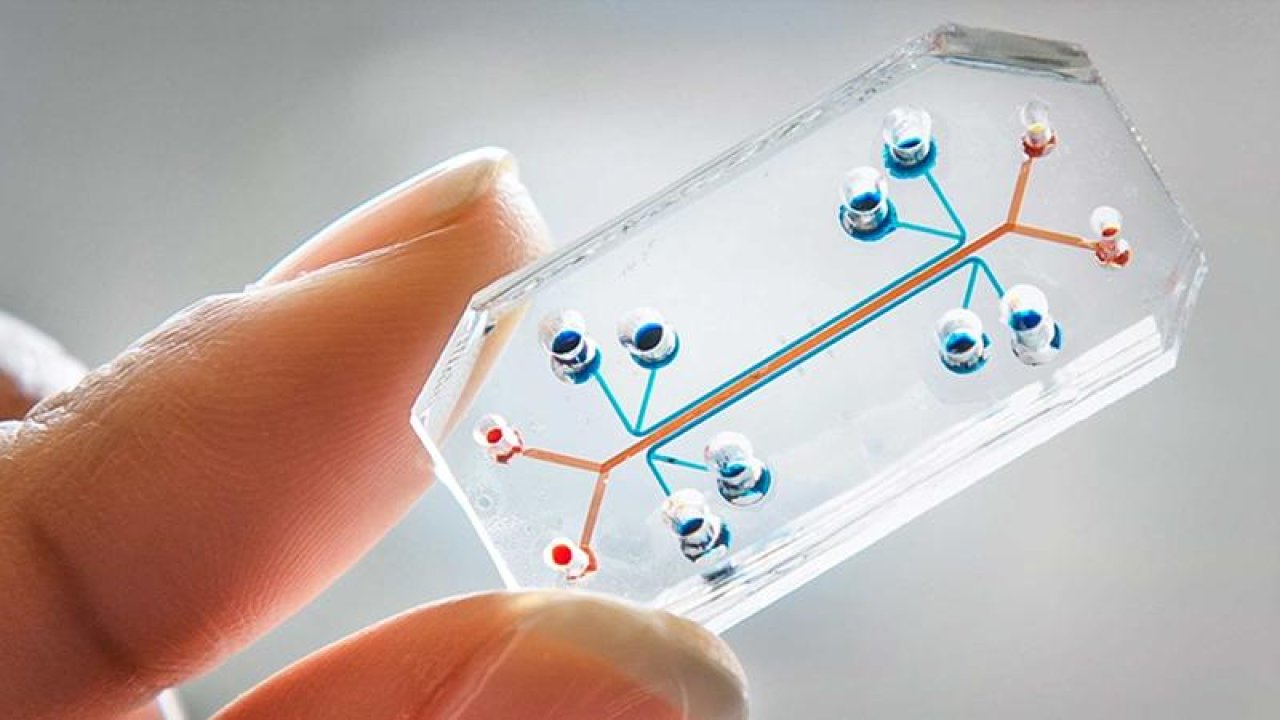 Could this organ-on-a-chip one day replace animals in medical testing?