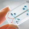 Could this organ-on-a-chip one day replace animals in medical testing?