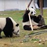 Un proyecto más para salvar al panda gigante