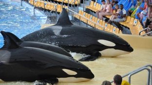 Canada one step closer to banning captivity of dolphins and whales