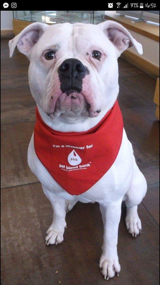 Dexter looking dapper in his red bandana. At the end of donation, the dog is given a toy, water and a snack and time to relax, as well as a red bandana to show that it has given blood.