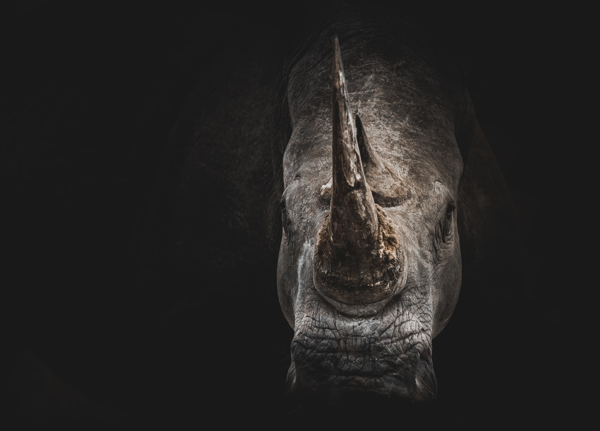 Most of the rhino horns are illicitly shipped to east Asian markets where it commands a price higher than gold per kilogram.