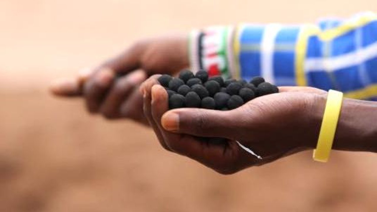Could these ‘Seedballs’ help reverse Kenya’s deforestation crisis?