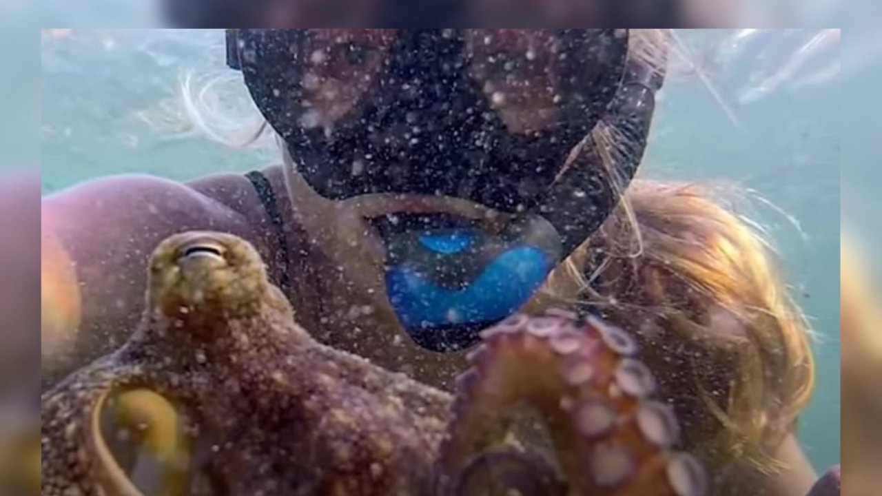 Long before &#8216;My Octopus Teacher&#8217;s was released, this woman Befriended an Adorable Wild Octopus