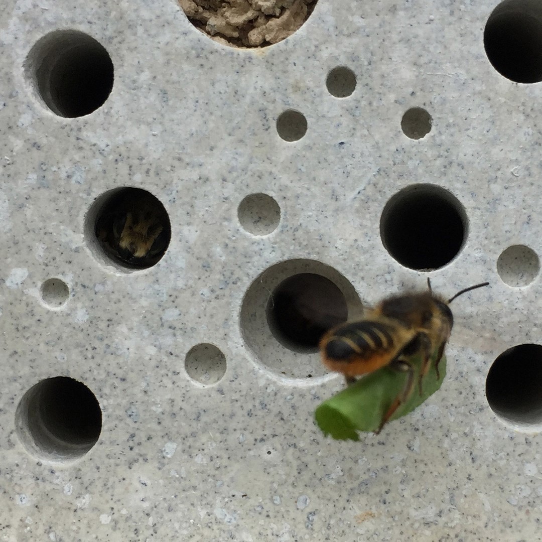 Solitary bees are fascinating to watch and a wonderful way to introduce kids to bees, solitary bees have no queen or honey to protect, meaning they are non-aggressive and won’t sting.