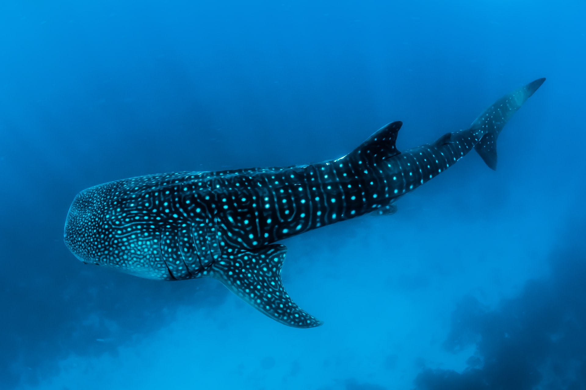 Although its mouth can stretch to four feet wide, a whale shark’s teeth are so tiny that they can only eat small shrimp, fish and plankton by using their gill rakers as a suction filter. They feed by gulping mouthfuls of water and forcing that water through their gills. Prey gets trapped in dermal denticles and a rake-like structure called the pharynx. This amazing creature can filter over 6,000 litres/1,500 gallons of water an hour through their gills.
