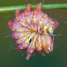 Watch as this little caterpillar transforms into a magnificent moth
