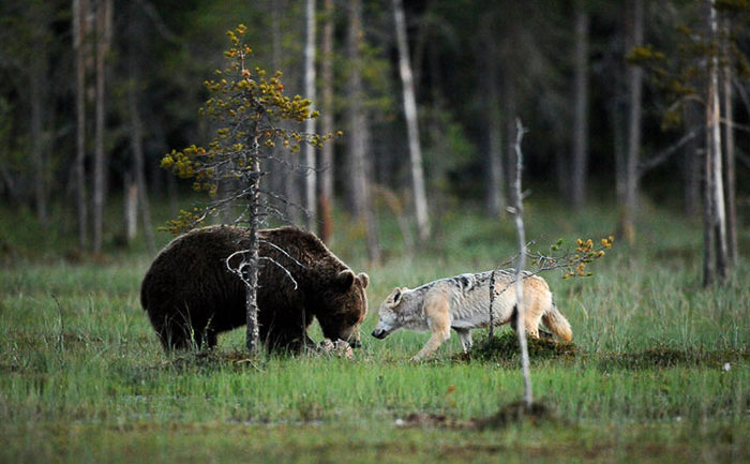Imágenes  muestran cómo el joven oso pardo y el lobo gris se sentaban juntos a comer e incluso disfrutaban de las vistas del paisaje durante dos horas.