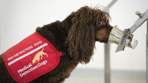 Place dogs in service at airports and other ports of entry to detect infected travellers. Each dog can screen up to 250 people hourly.