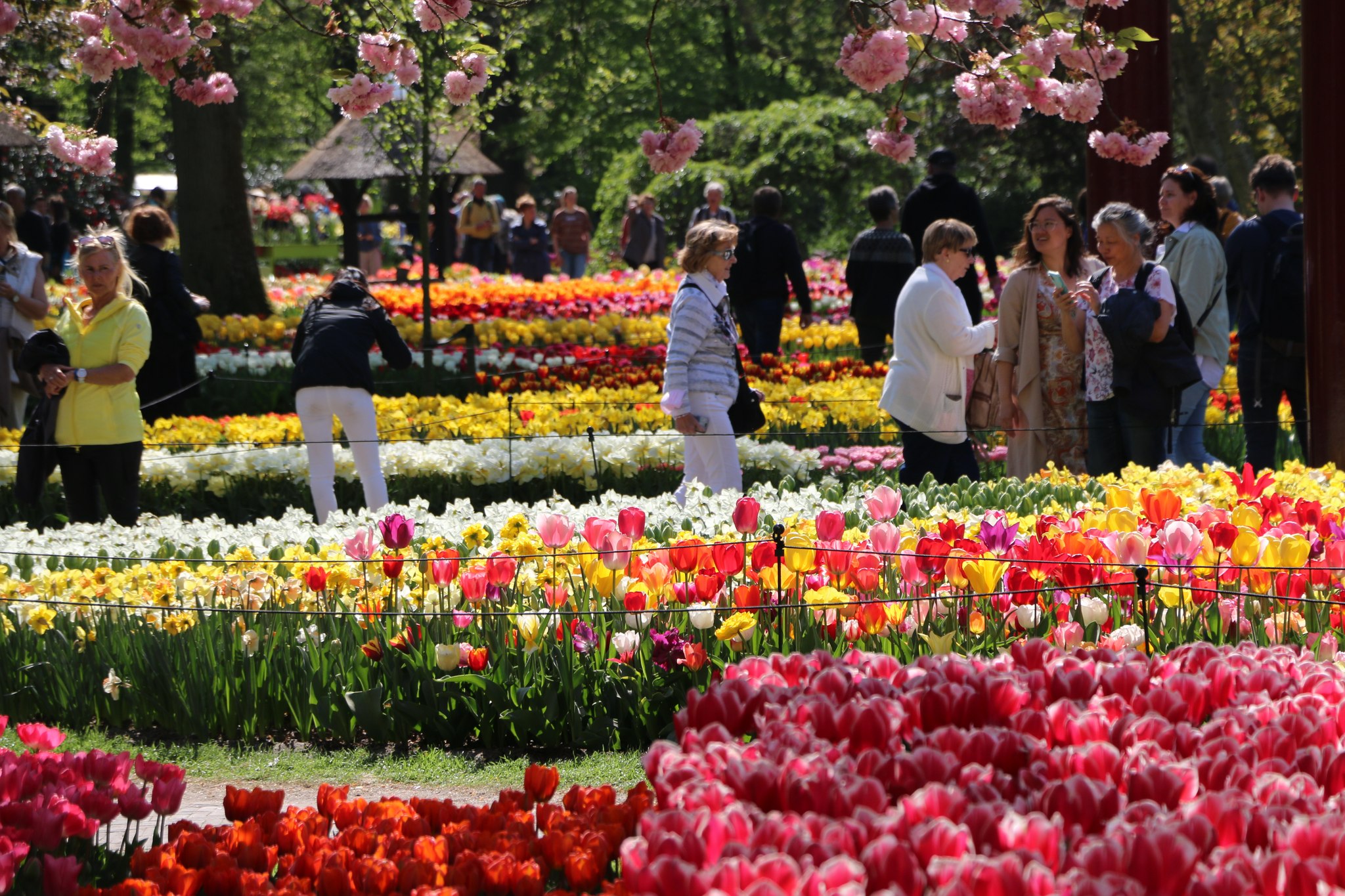 Esto se aplica tanto a los tulipanes de los campos de bulbos como a los jardines de Keukenhof. Ven a disfrutar de los tulipanes hasta el 15 de mayo. Visite los #tulipanes en #Amsterdam del 24 de marzo al 15 de mayo de 2022. www.tulipfestivalamsterdam.com
