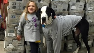 9 operations could not help her walk, but this big Dane did
