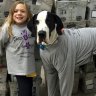 9 operations could not help her walk, but this big Dane did