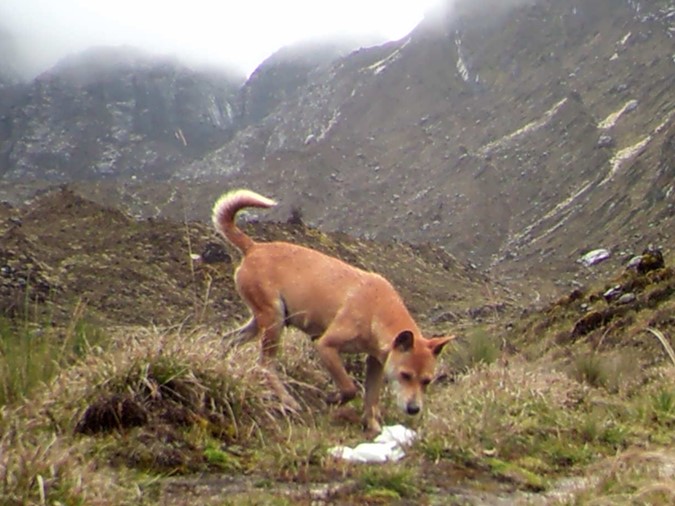 Discrete cameras captured more than 140 images of wild Highland Wild Dogs in just two days on Puncak Jaya — the highest summit of Mount Carstensz, and the tallest island peak in the world.