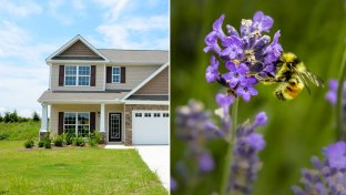 In Minnesota they’re paying homeowners to replace lawns with bee-friendly wild flowers
