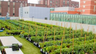 Boston Hospital’s Rooftop Garden Provides Over 3000kg of Organic Veggies a Year for Patients
