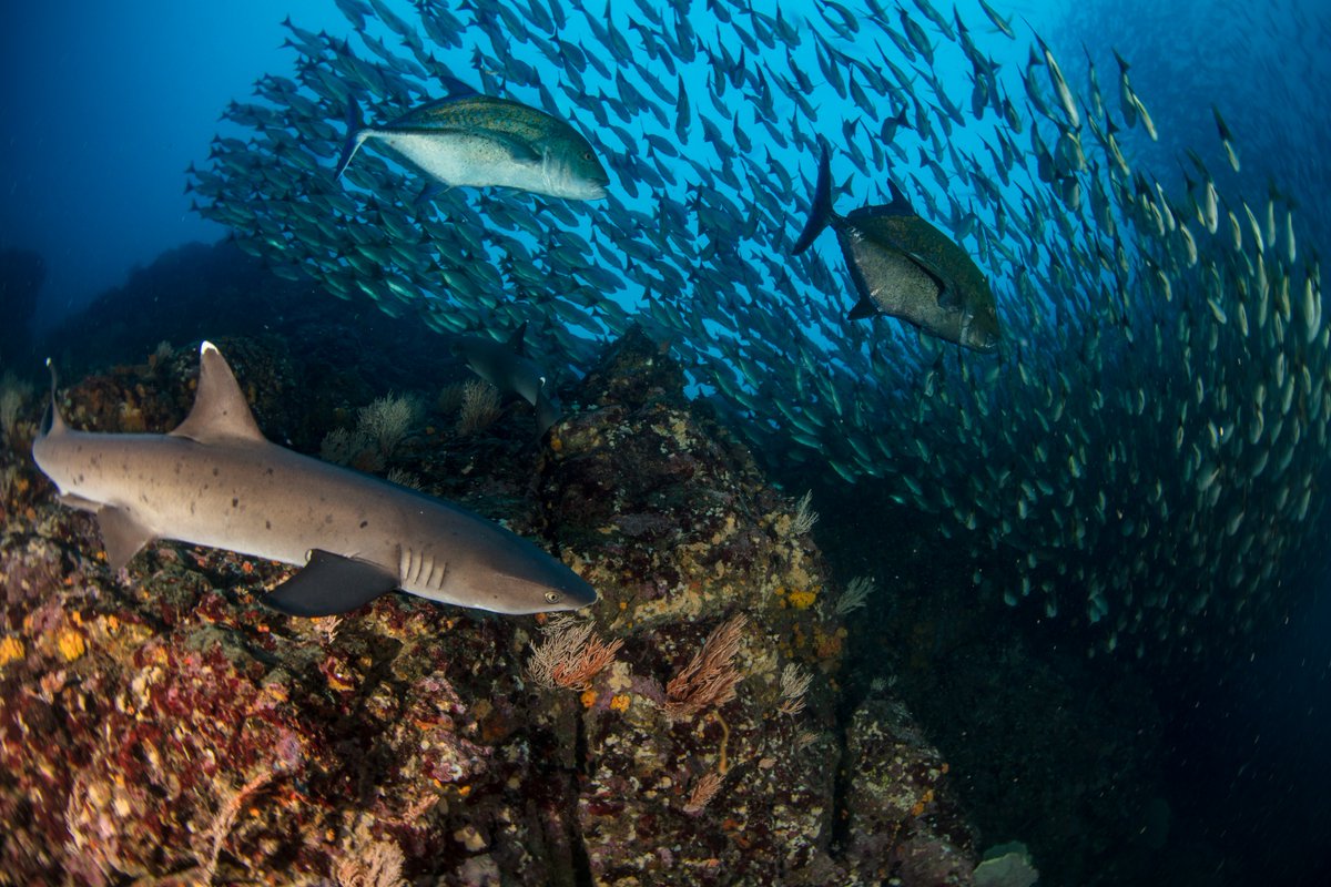 The review states that the recovery rate of marine life can be accelerated to achieve substantial recovery within two to three decades for most components of marine ecosystems, if climate change is tackled and efficient interventions are deployed at large scale.