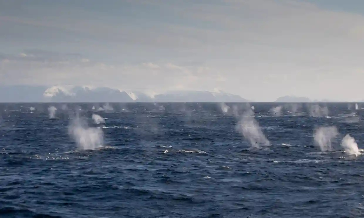 Phillip Hoare, a whale expert reporting for the Guardian, said that science has discovered fin whales can live 140 years, meaning they could only just now be recovering from the whaling industry of the 1800s, and that gatherings such as these could become a lot more commonplace. Photograph: Conor Ryan