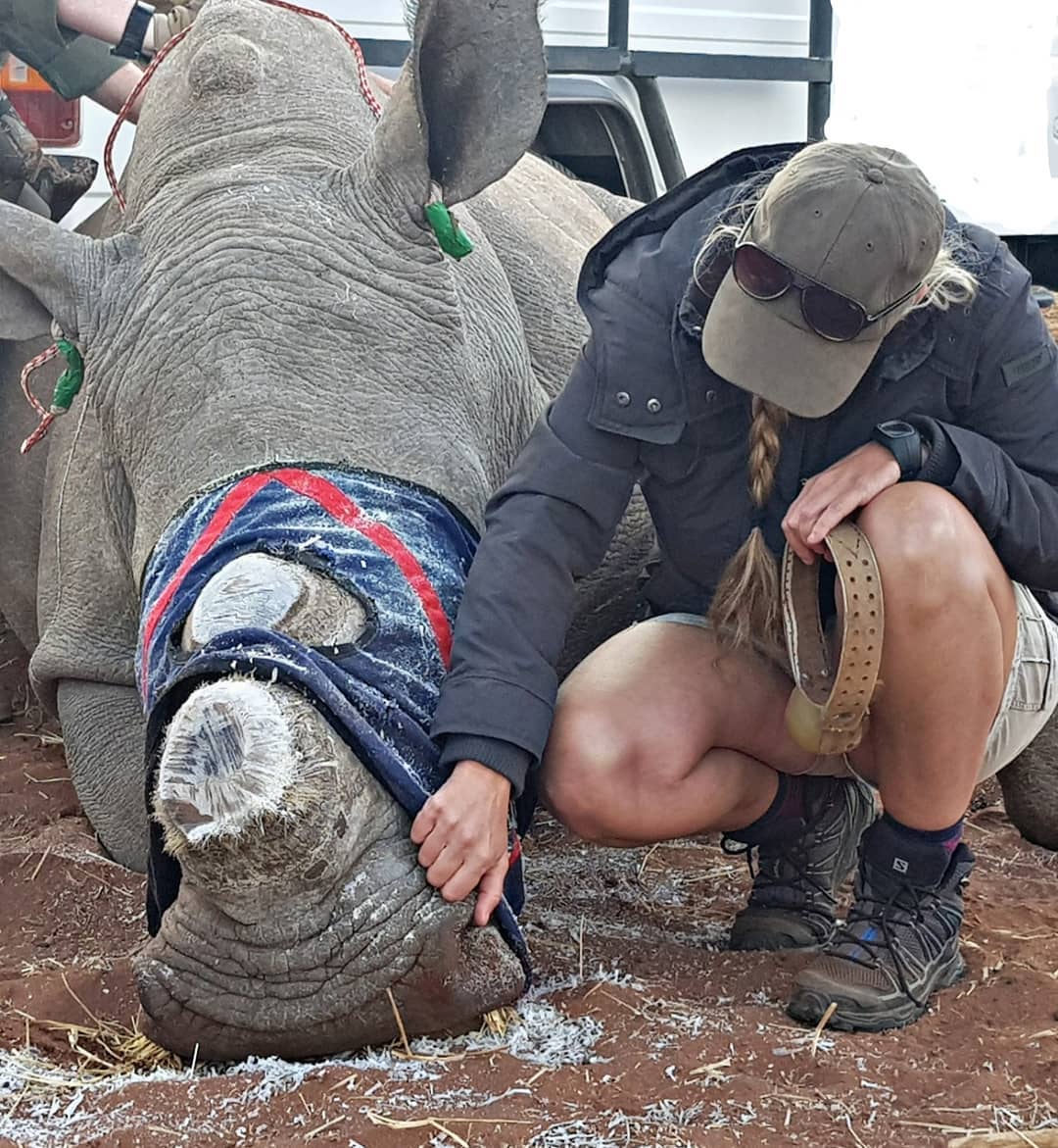 “It’s the greatest precaution you can take,” Tate said. “You can do that without injuring the animals. It’s a surgical procedure. While the rhino is knocked out, their horn is sawed off.”