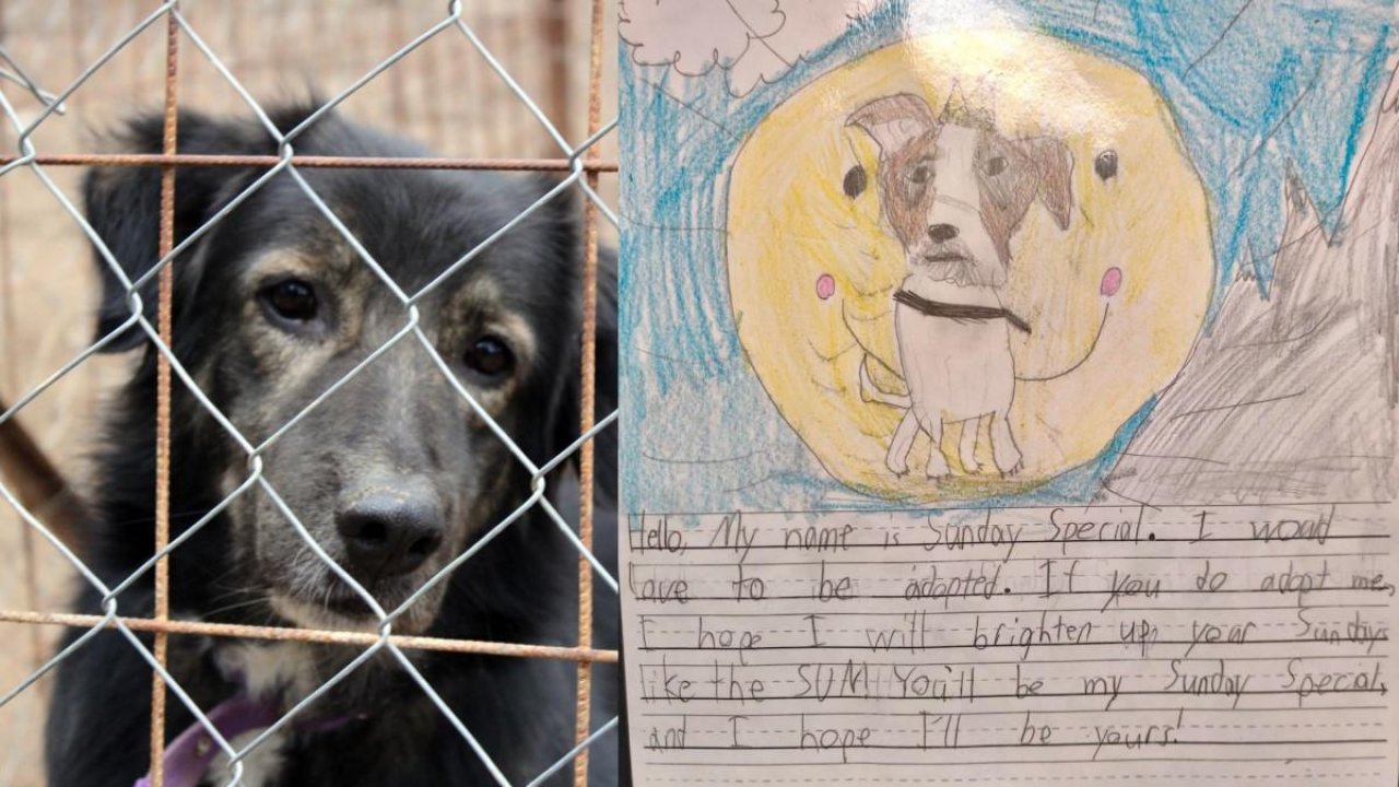 Las suplicas de los escolares ayudan a perros que se encontraban en refugios a encontrar un hogar