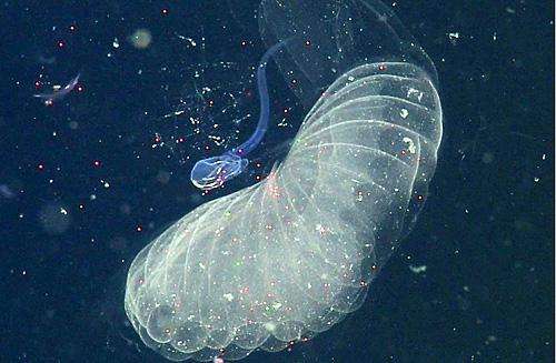 The outer filter, which looks like a giant cloud floating around the larvacean, traps all manner of dead or drifting plants and animal particles. It pushes the smaller particles into the inner filter (the croissant-looking structure), while keeping the larger ones out of the way.