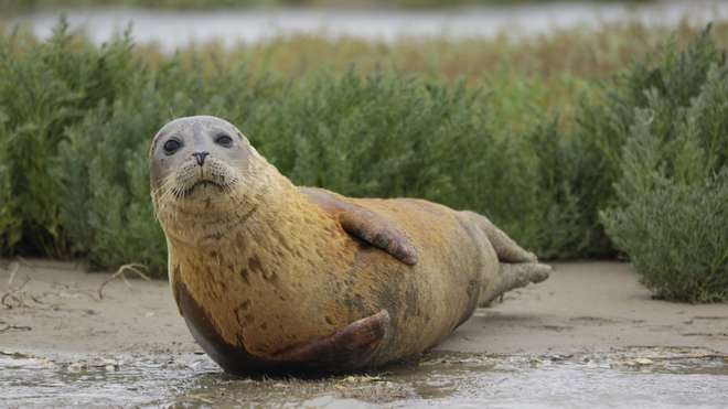 The first ever comprehensive count of seal pups born in the Thames has provided evidence that harbour seals are breeding in London’s river, with an incredible 138 pups recorded during the pioneering pup-count undertaken by the Zooloical Society of London in 2018.