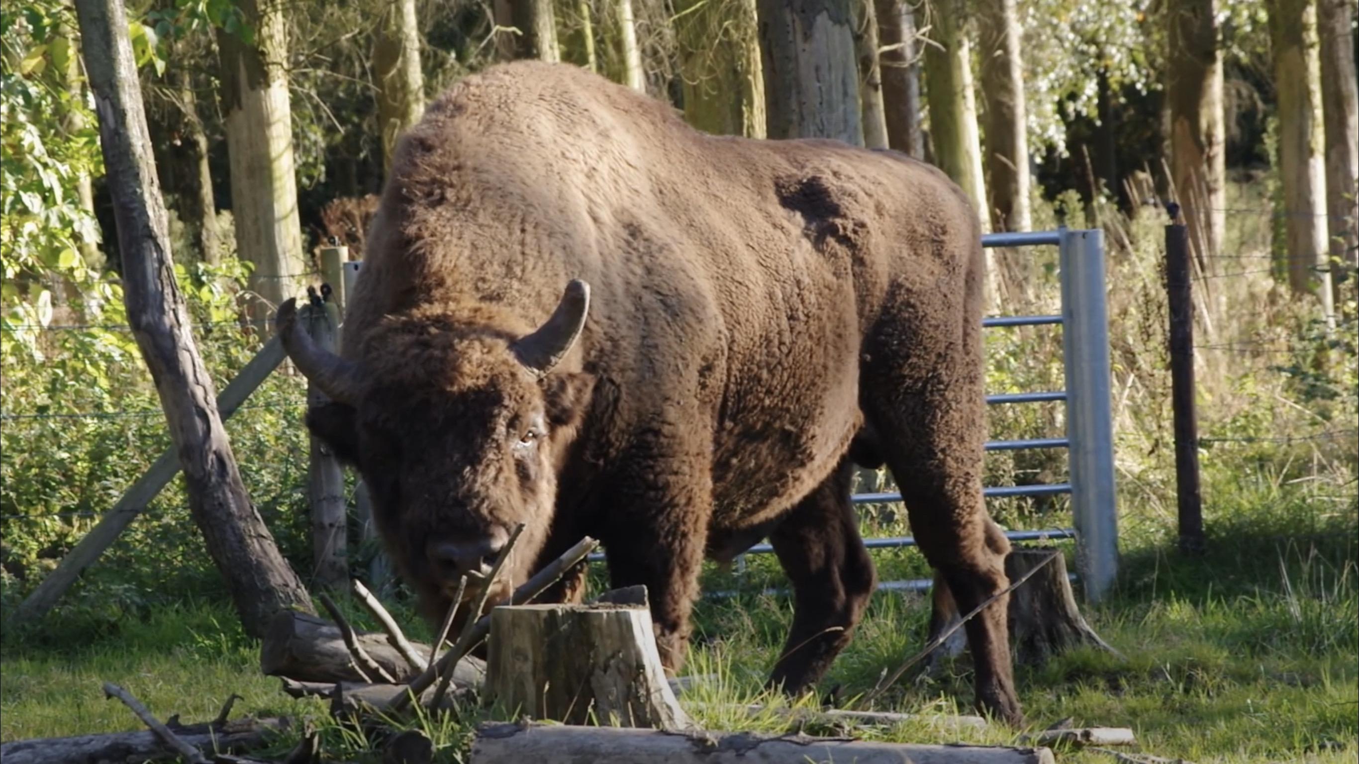 Wild Bison set to Return to England’s Forests after 6,000 Years