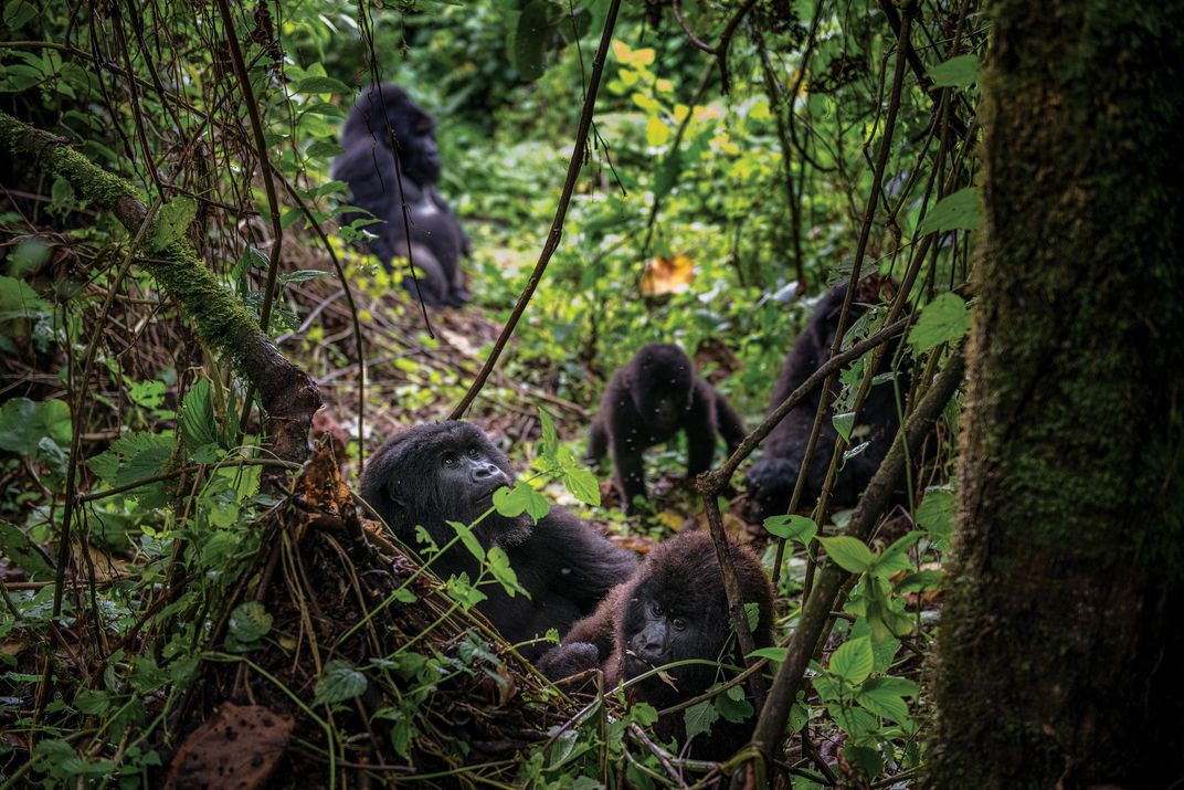 Living in cloud forests at 8,000 to 13,000 feet, mountain gorillas are entirely covered in long black fur, an adaptation to cold that distinguishes them from lowland gorillas.