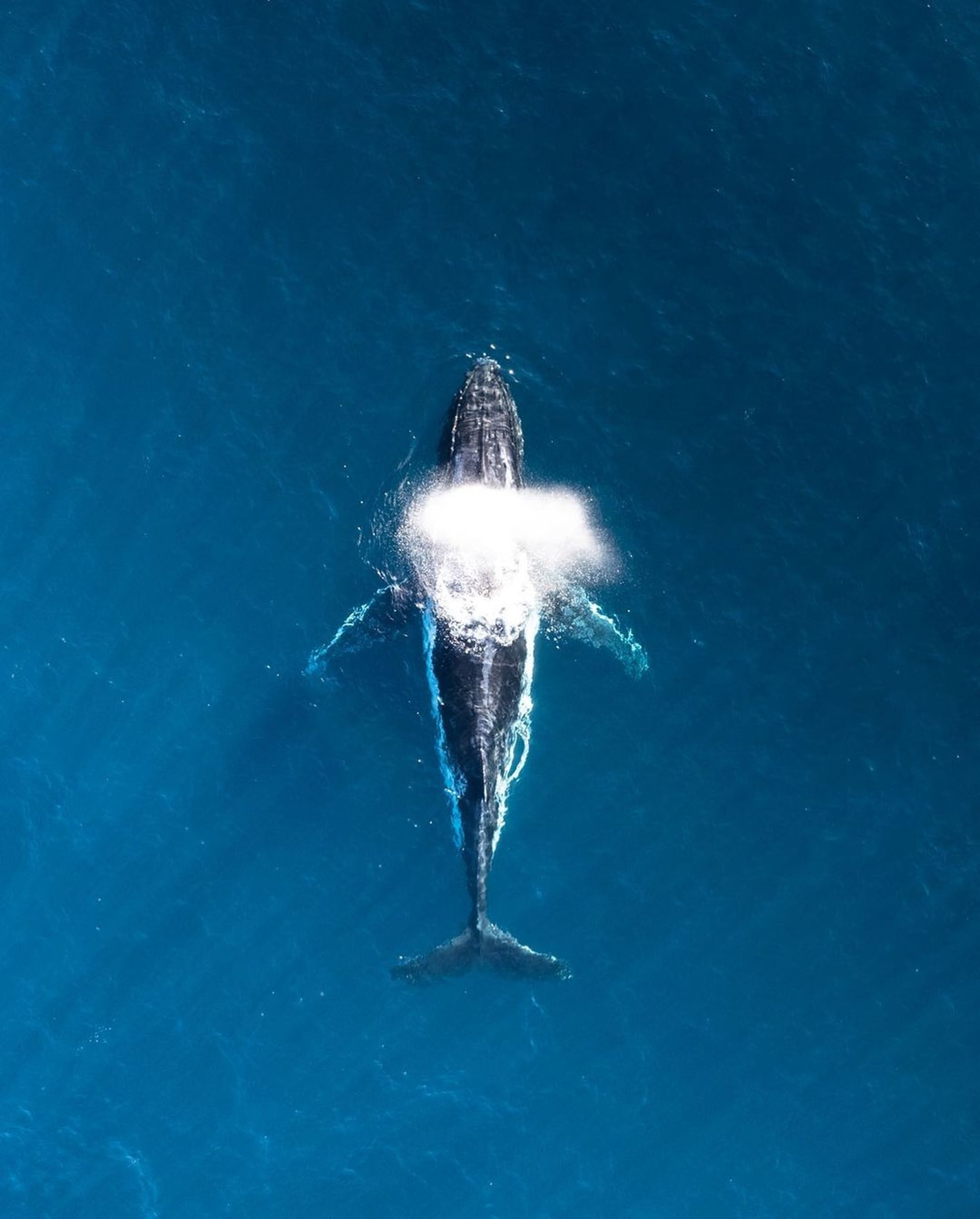 Most experts agree that the blue whale is the largest animal that has ever lived on Earth… they even say its the loudest. The dwarf sperm whale is only 8 feet long and is the smallest whale. The average whale can be up to 105 feet long.