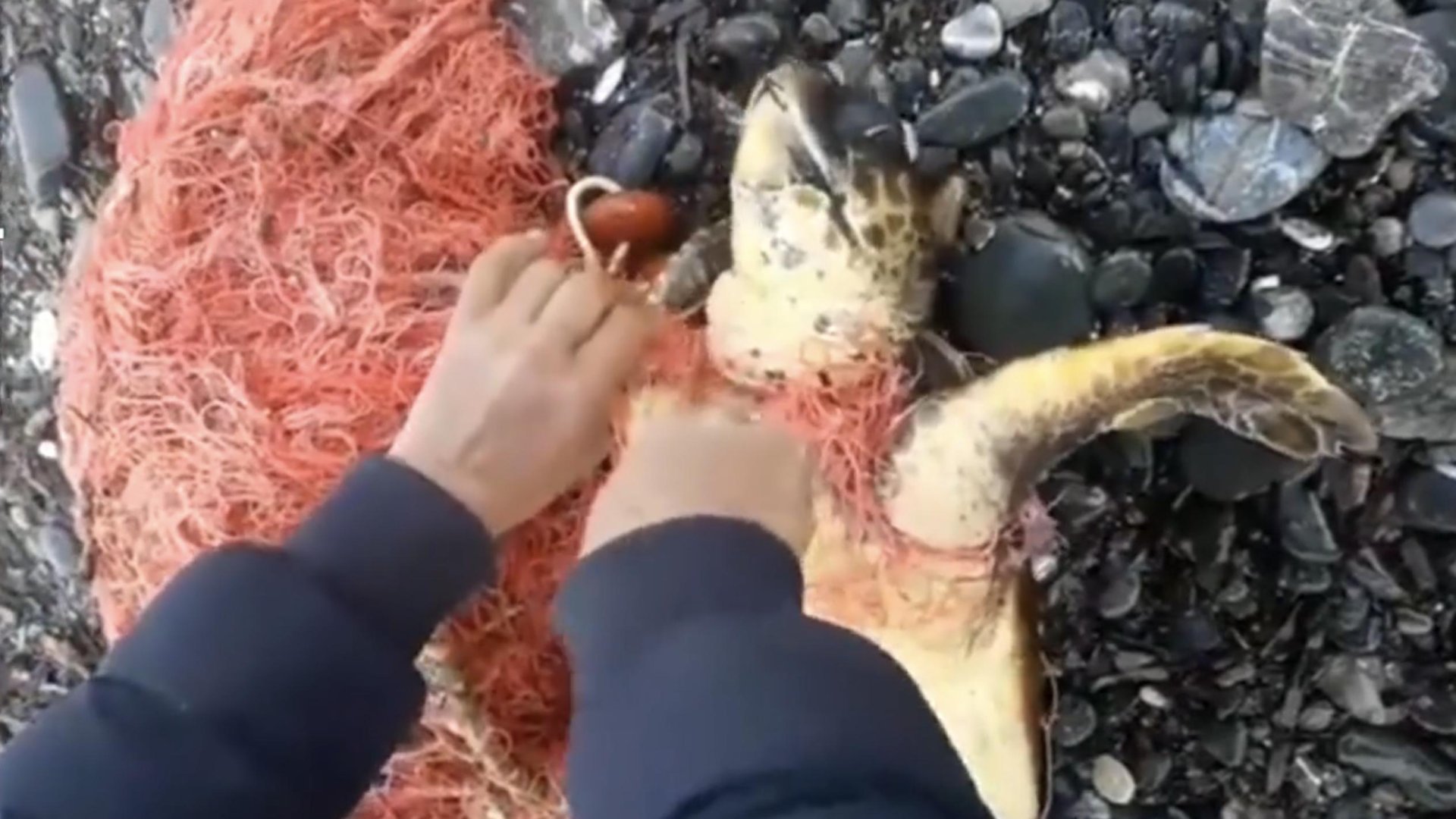 Humanitarian Hero Saves Stranded Sea Turtle in Crete - BrightVibes