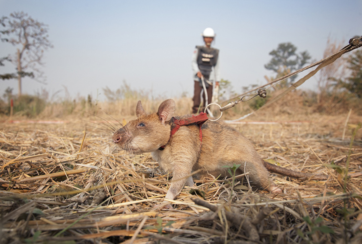 Magawa es una rata altamente capacitada para la detección de minas, también conocida como MDR (Mine Detection Rat). Magawa salva vidas usando su notable sentido del olfato para olfatear explosivos más rápido que los métodos existentes. Camboya es el segundo país más minado del mundo y Magawa tiene la misión de proteger a las comunidades locales.