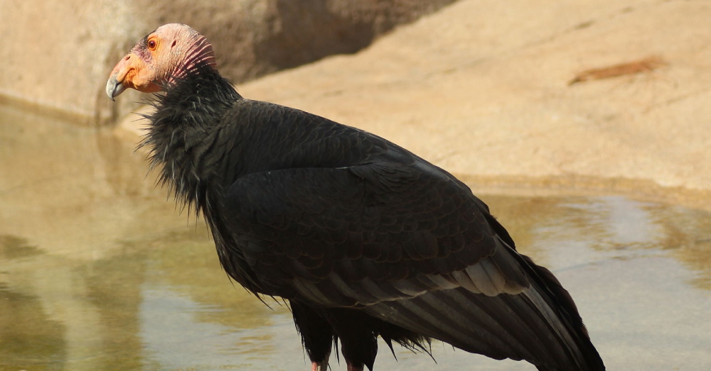 The Californian Condor is among the 48 bird and mammal species have been saved from extinction in the last few decades thanks to focused conservation efforts supported by the UN Convention on Biological Diversity.