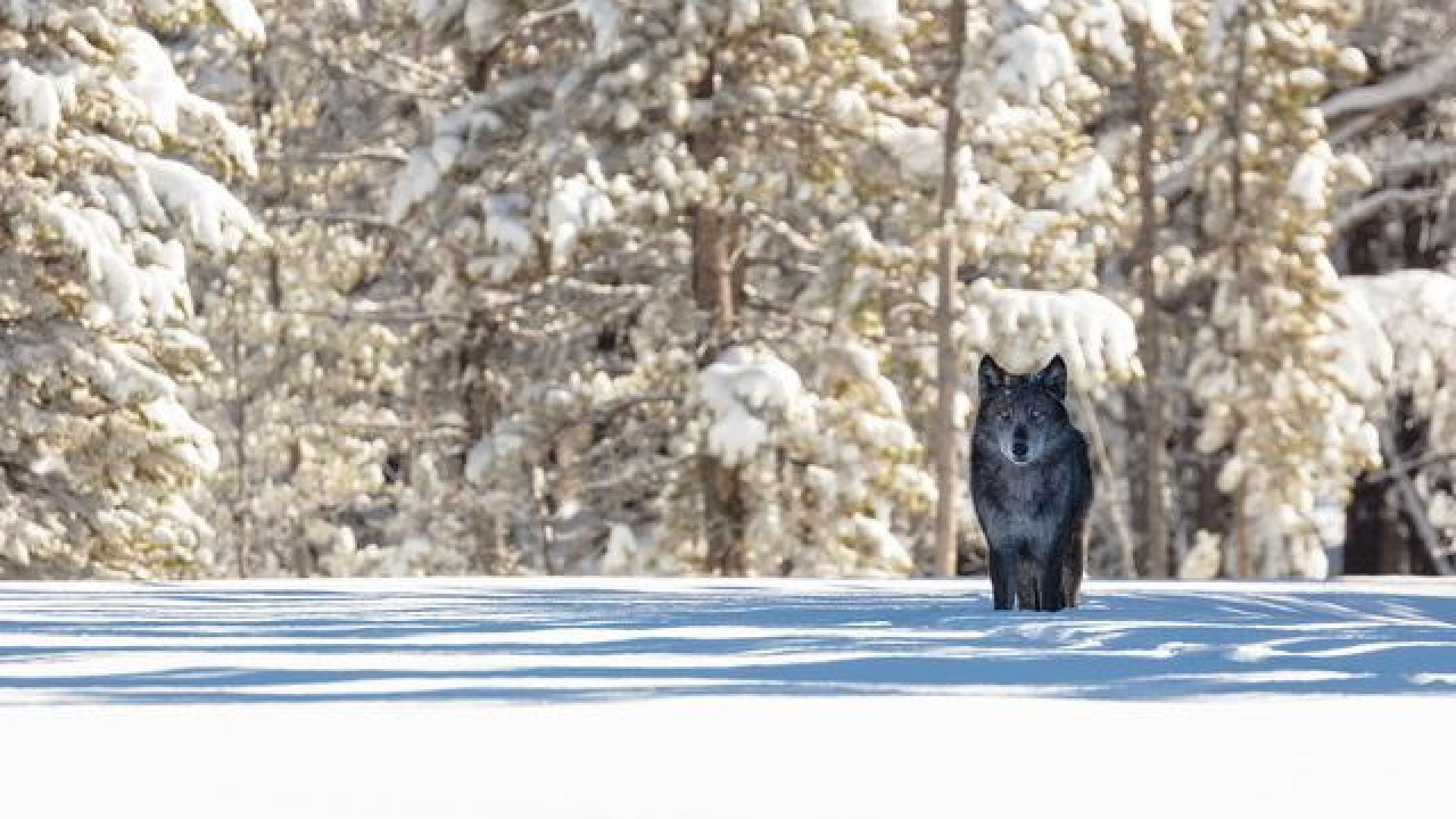 Why We Were Wrong About Wolves + 7 Things You Probably Never Knew About