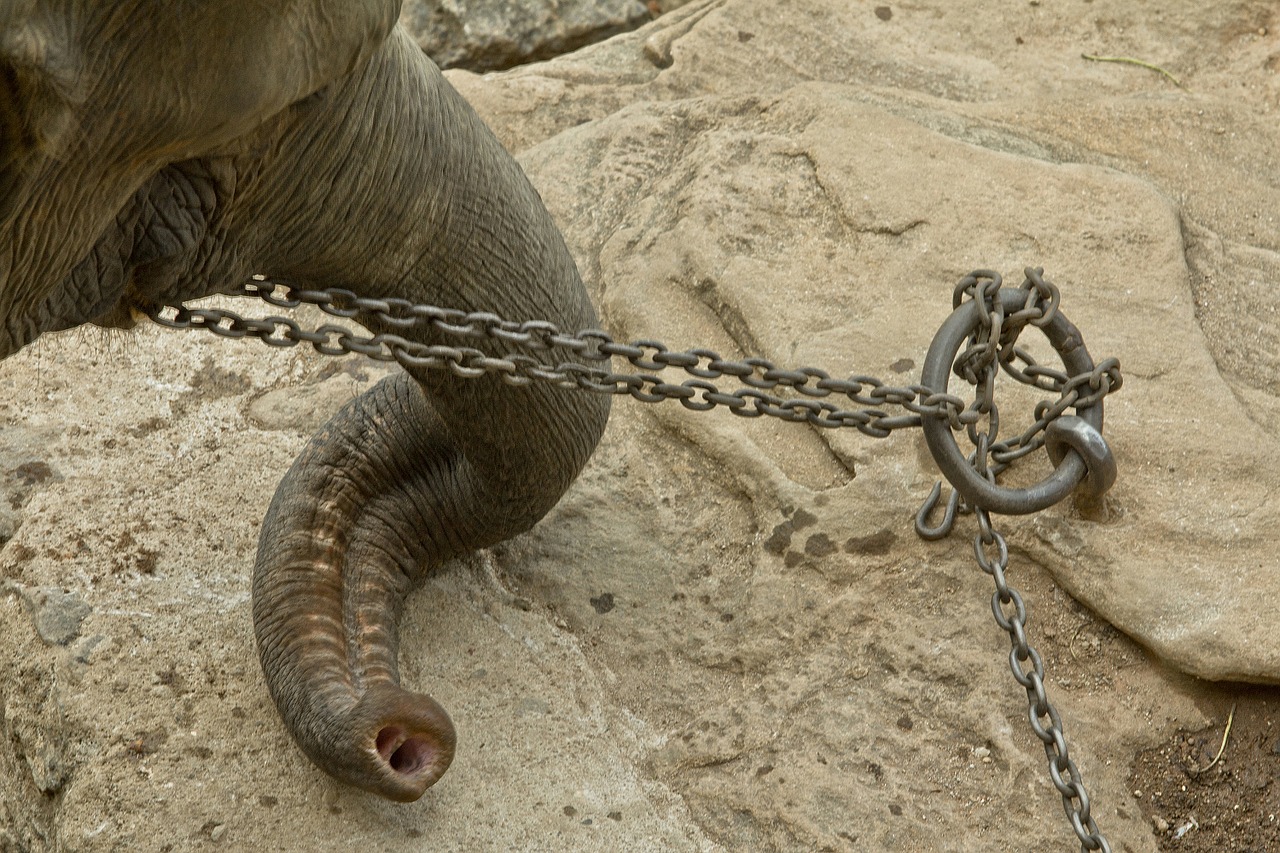 As bull elephants can be difficult and dangerous to work with, they have often been chained and sometimes even abused. Historically, elephants were also considered formidable instruments of war, which is a sickening exploitation of these naturally peaceful creatures.