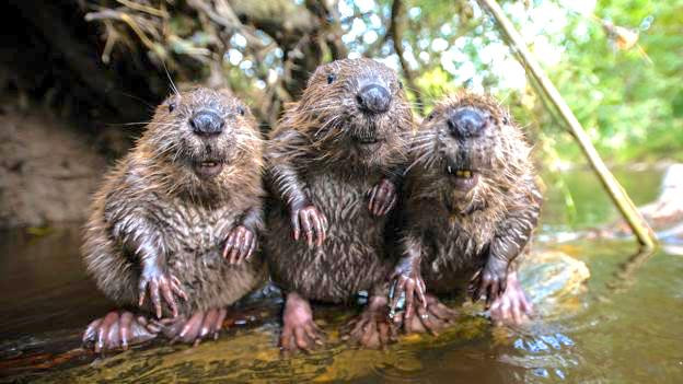 Wild beavers are back in England after 400 years, and they’re already bringing entire ecosystems back to life.