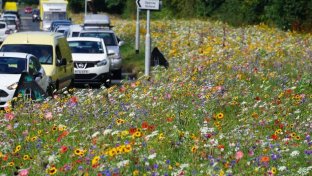 Wildflower corridor scheme launched in bid to boost insect numbers in England