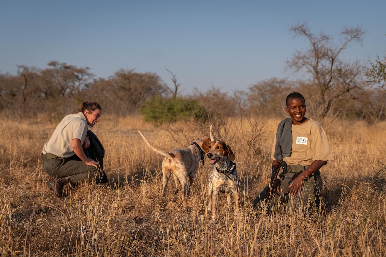 In de gebieden waar het Southern African Wildlife College patrouilleert, ligt het slagingspercentage van de honden rond de 68% met zowel aangelijnde als niet aangelijnde speurhonden. Zonder honden lag dit percentage tussen de 3-5%.