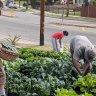 This LA Startup transforms front lawns into urban farms