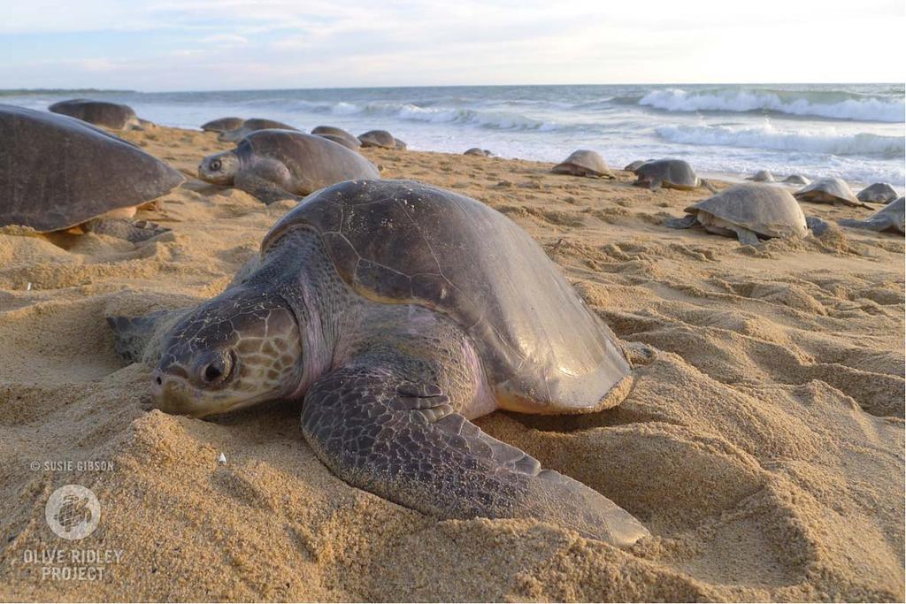 Refers to mass-nesting event when 1000s of Turtles come ashore at the same time to lay eggs on the same beach.
Interestingly, females return to the very same beach from where they first hatched, to lay their eggs.
?️ Olive Ridley Turtle